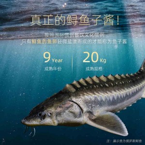 雅可仕海博瑞鱘魚子醬黑魚籽醬高端壽司專用caviar新鮮即食